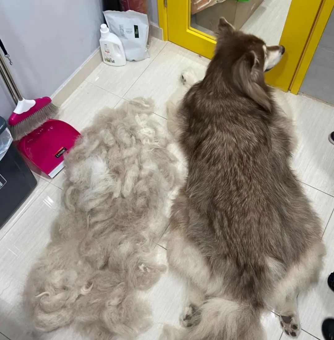 哪些狗掉毛少聪明还好养,狗类掉毛排行榜