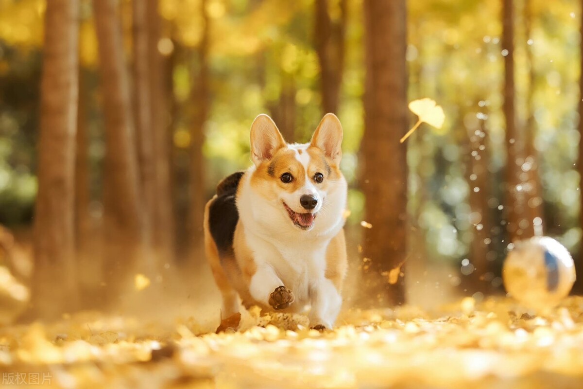 宠物用品广告文案宠物店介绍文案,给朋友宠物店宣传文案短句干净