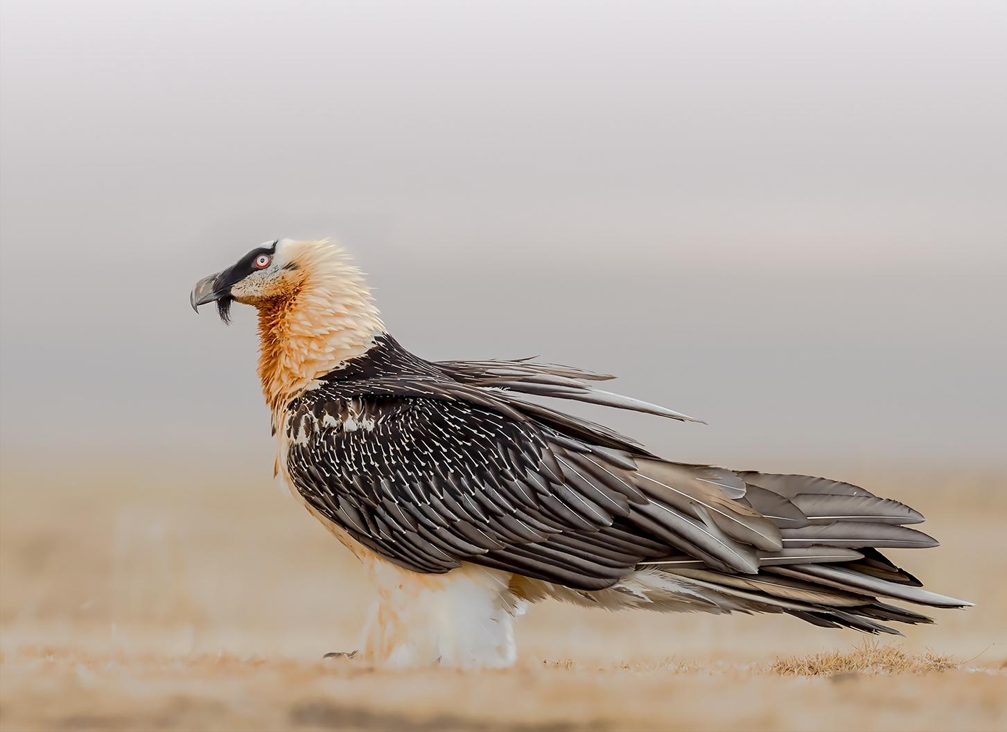 河北出现大鸟喜鹊追随,河北上空惊现大鸟原视频