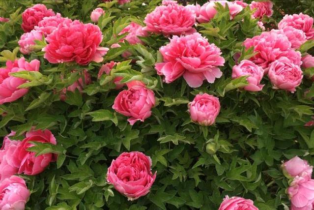 刘禹锡最著名的十首诗及赏析,一代诗豪刘禹锡经典名篇