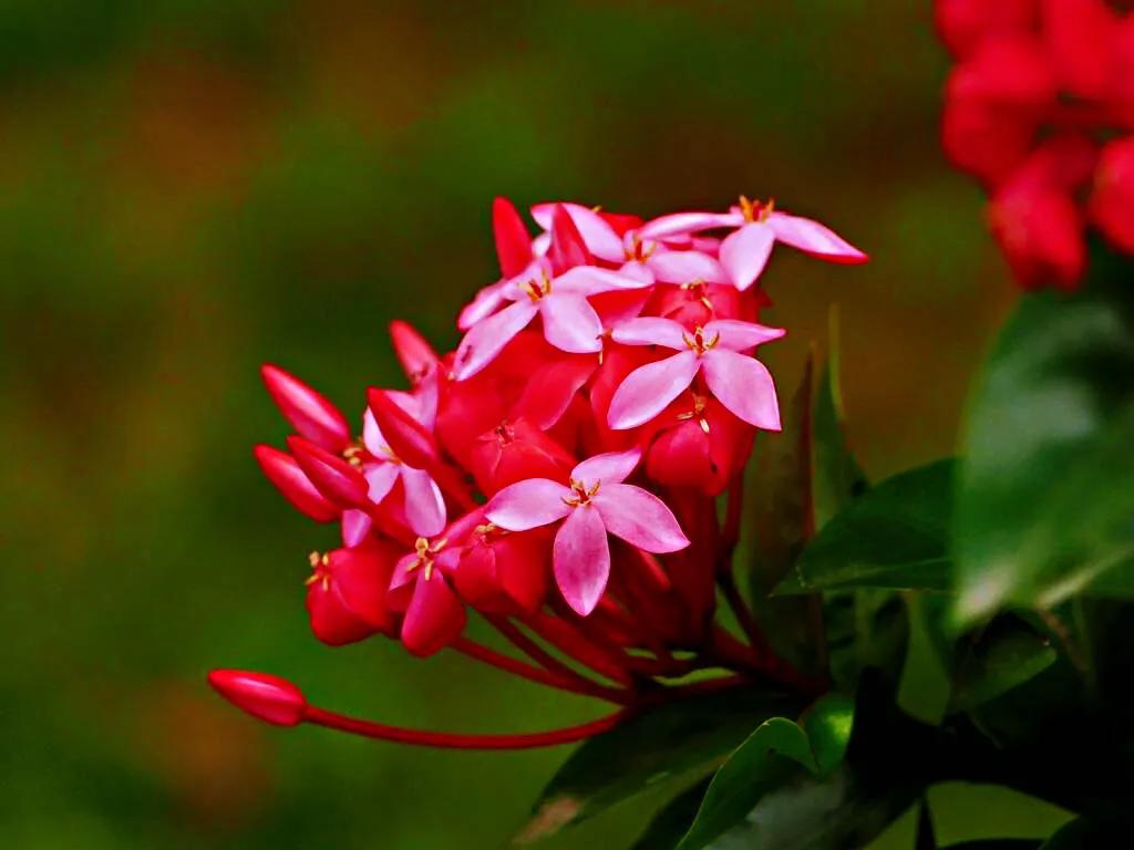 美丽的龙江河,美丽的草原我的家