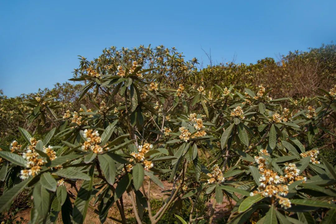 太湖西山岛冬季旅游攻略,苏州太湖西山岛有什么玩的