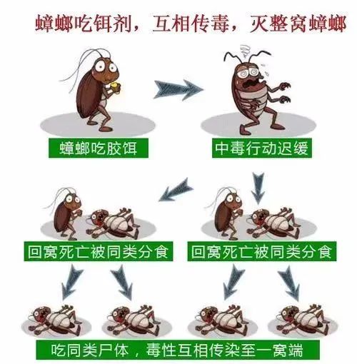 灭蟑螂的方法用什么药最好,消灭蟑螂的药剂