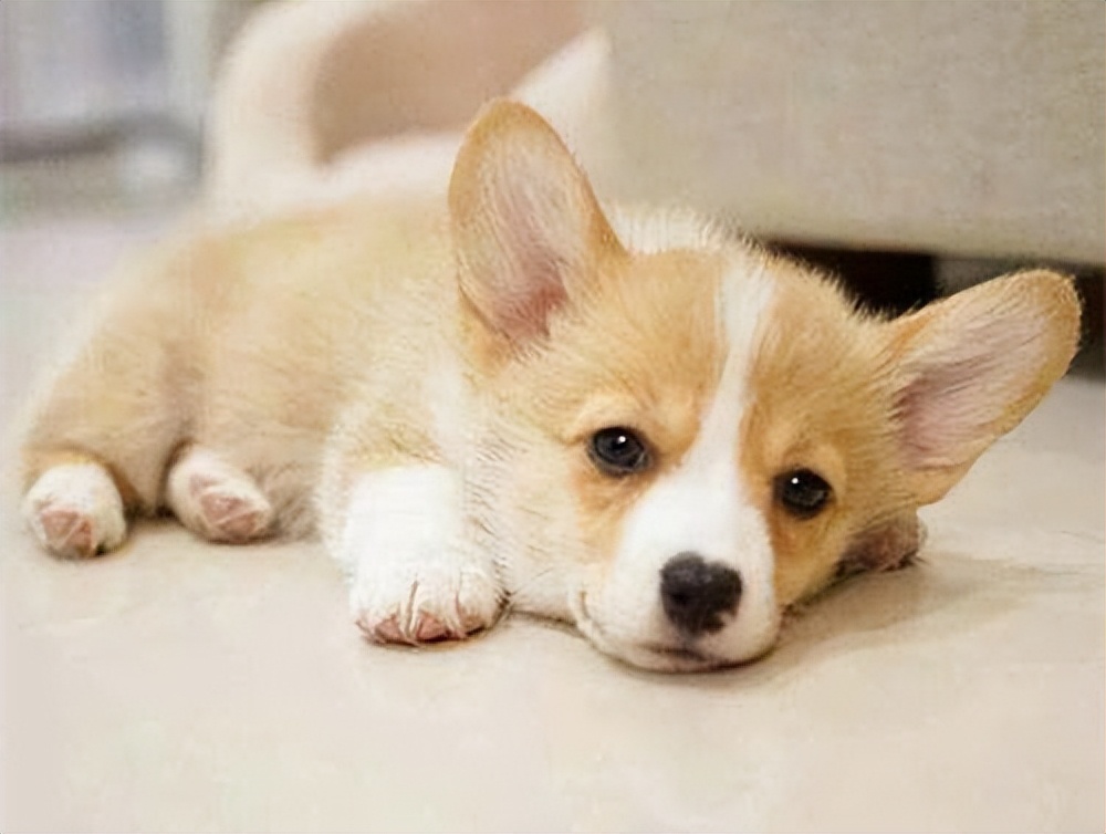 柯基犬生产前呕吐,柯基犬呕吐怎么办