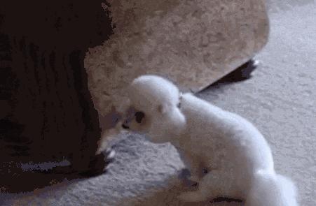 狗狗肛门腺是什么？在哪里呢？多久挤一次？不挤又会怎样？