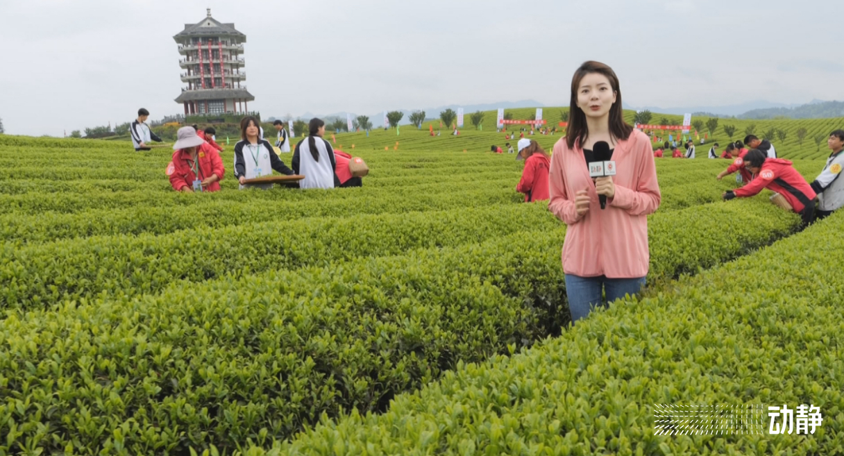 金手指大赛是真的吗,金手指采茶竞赛
