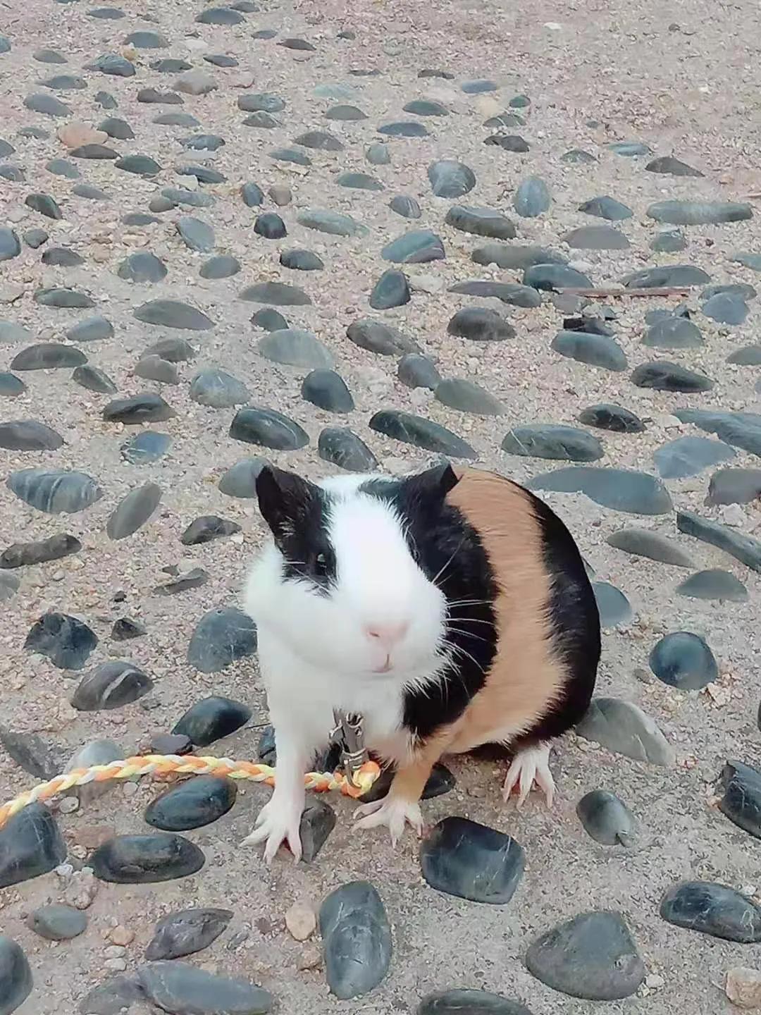 荷兰猪睡觉为啥伸着腿,荷兰猪和主人友好互动