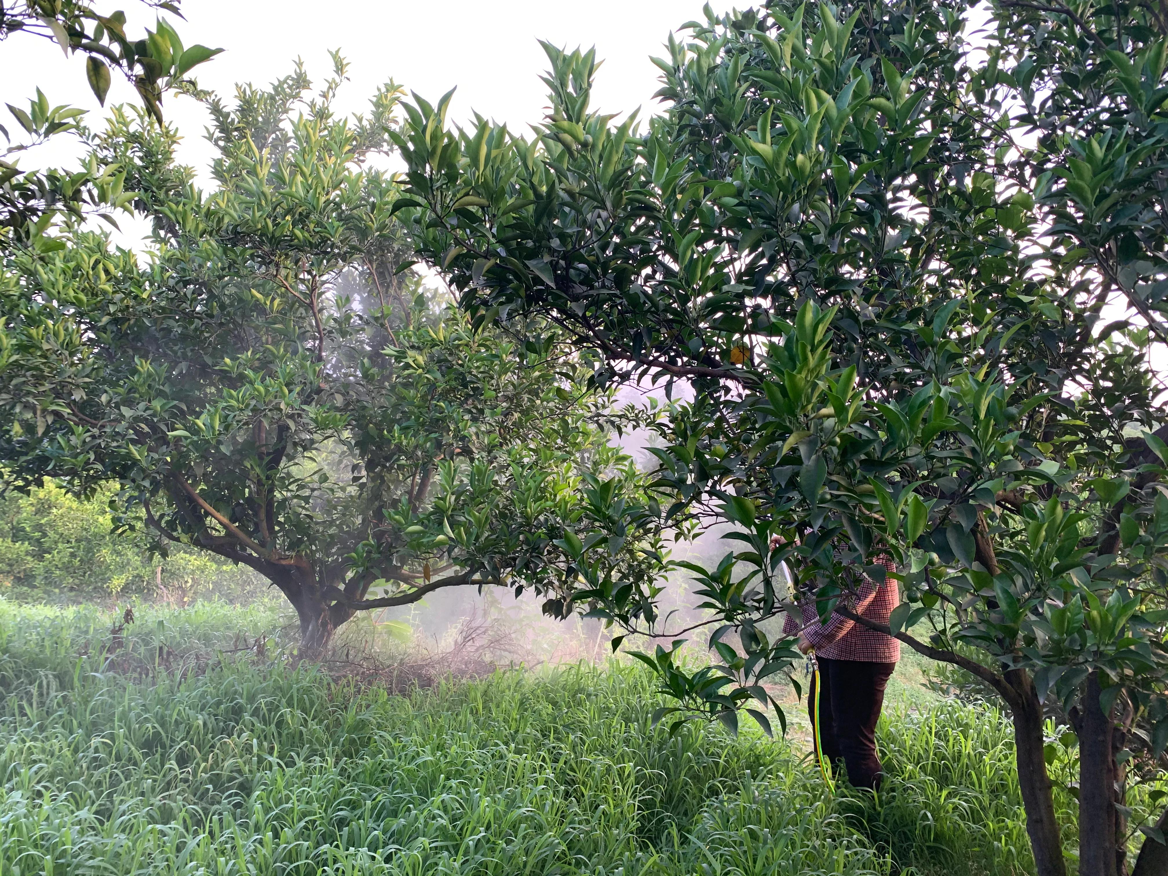 柑橘树脂病防治,柑橘树脂病最有效的杀菌剂
