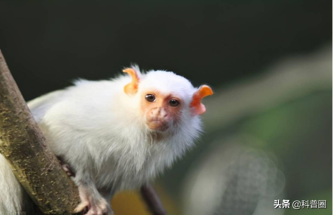 神农架深处为何被列为禁区进不去,神农架深处为何被列为禁区知乎