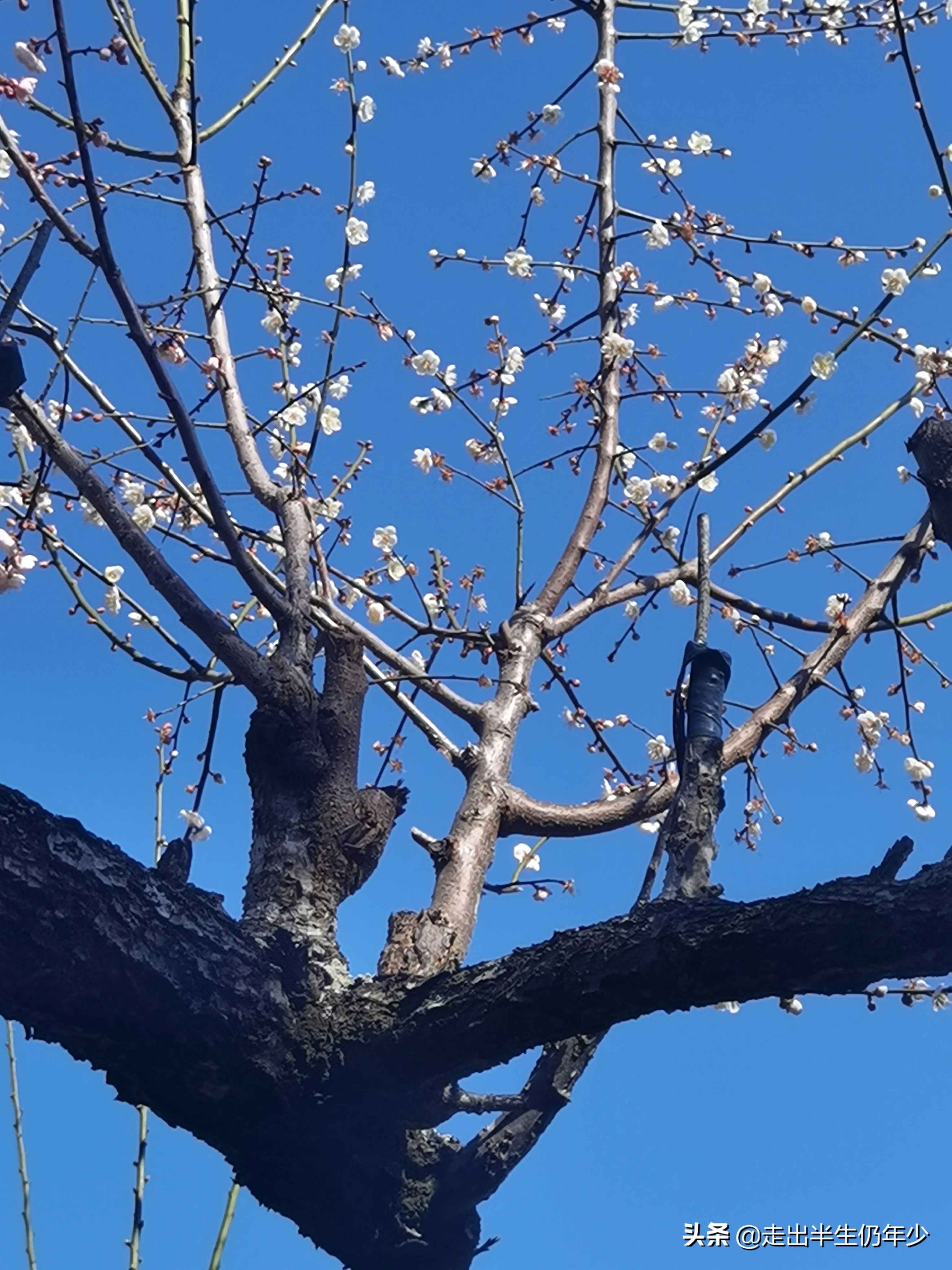 惠东梁化梅园今天开放吗,惠东旅游景点梁化梅园