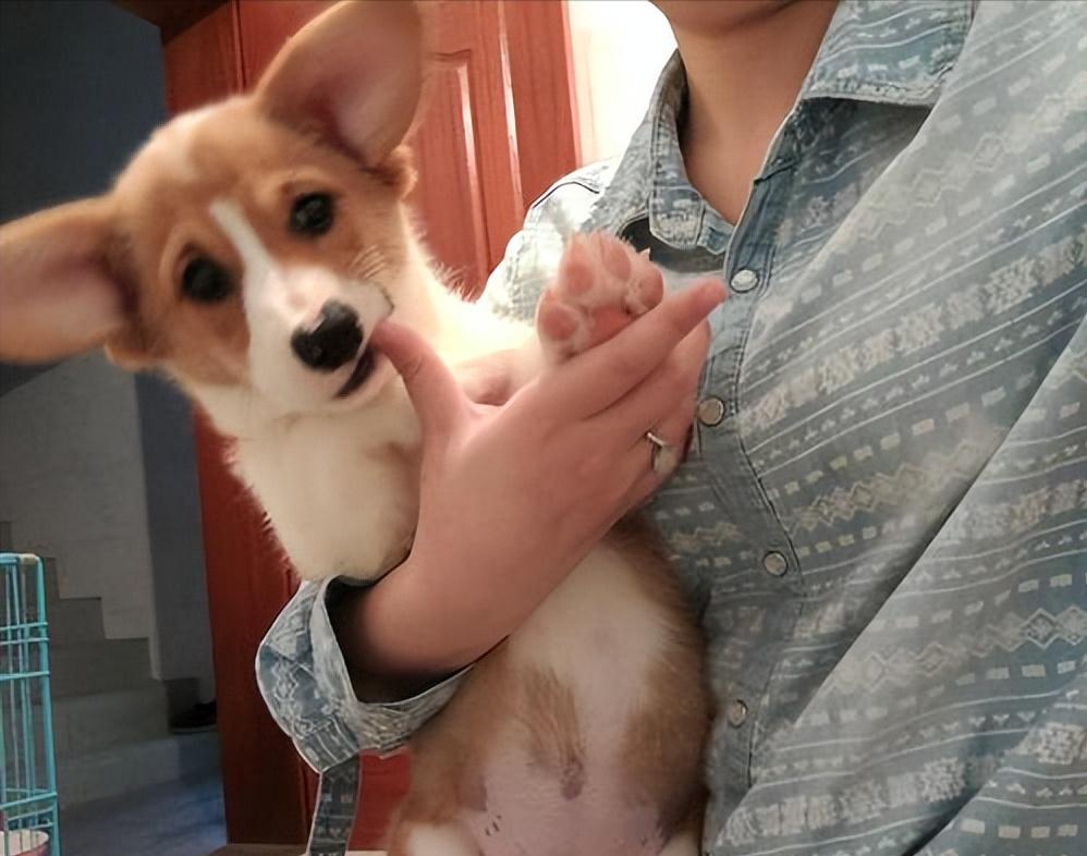 母狗喜欢舔小狗,母狗老是舔自己手是因为什么