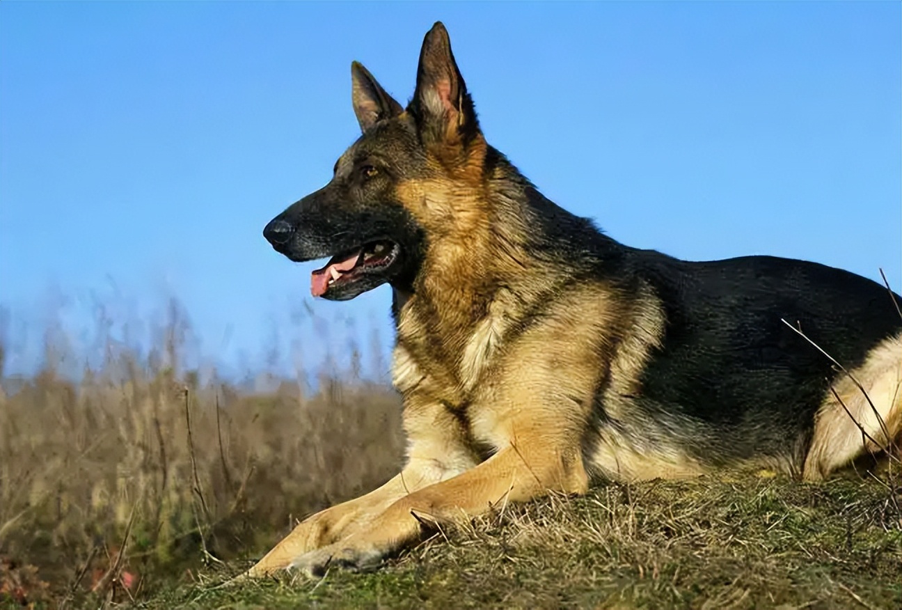 被禁养的五种狗你家有饲养了吗,最不建议养的五种狗