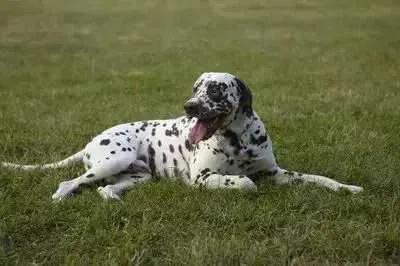 去克罗地亚冷知识大全,移民克罗地亚需要什么冷知识