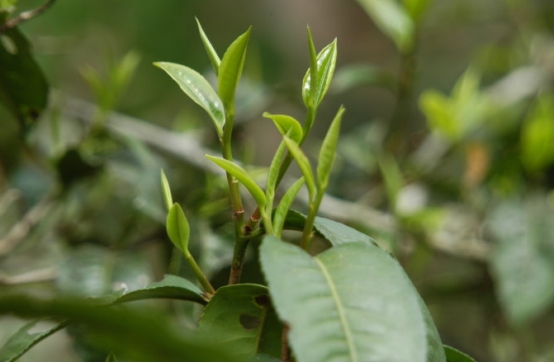 过期茶叶能喝吗文章,茶叶过期还能喝吗看完涨知识了