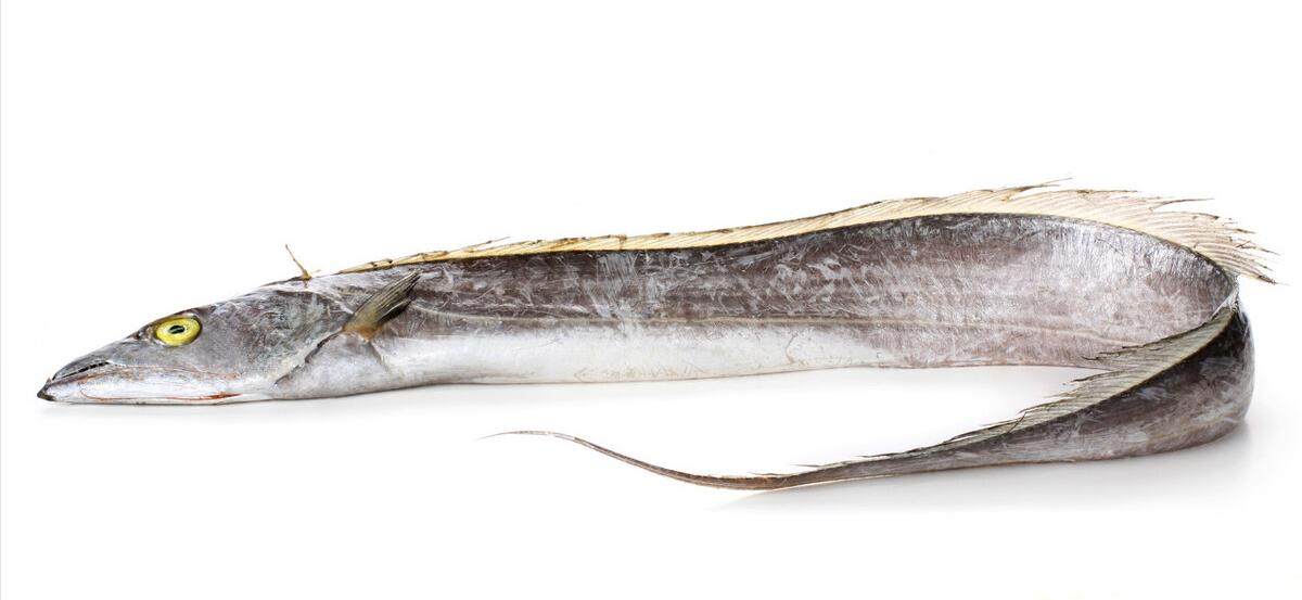 七种不一样的鱼图片,各种鱼的区别方法图解