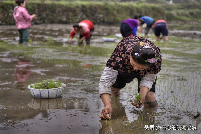 早稻育秧秧苗被水淹,早稻苗期可以水腌几天