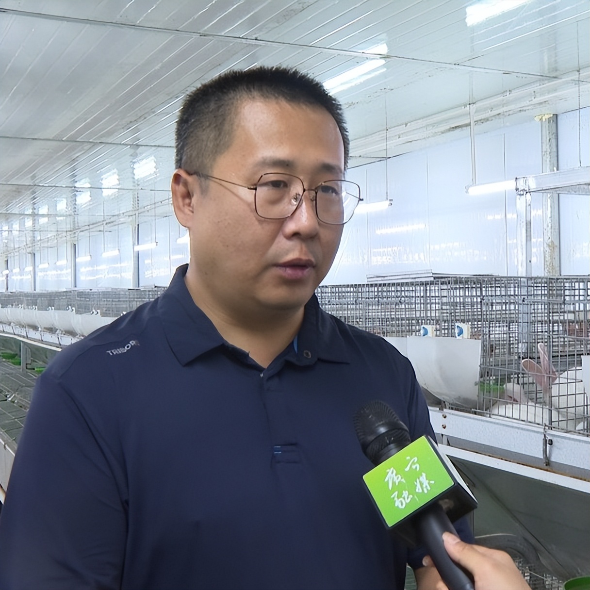 洲仔镇肉兔,小兔子乖乖把门开好运来