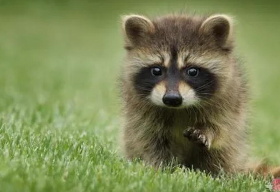 浣熊和貉子,浣熊和貉