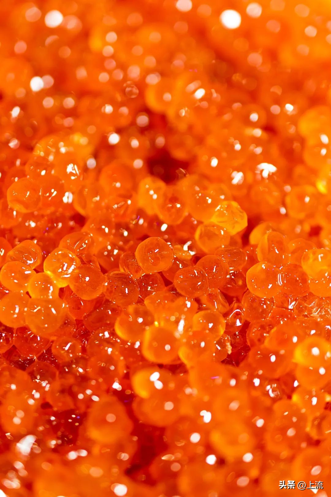 大马哈鱼,东北大马哈鱼