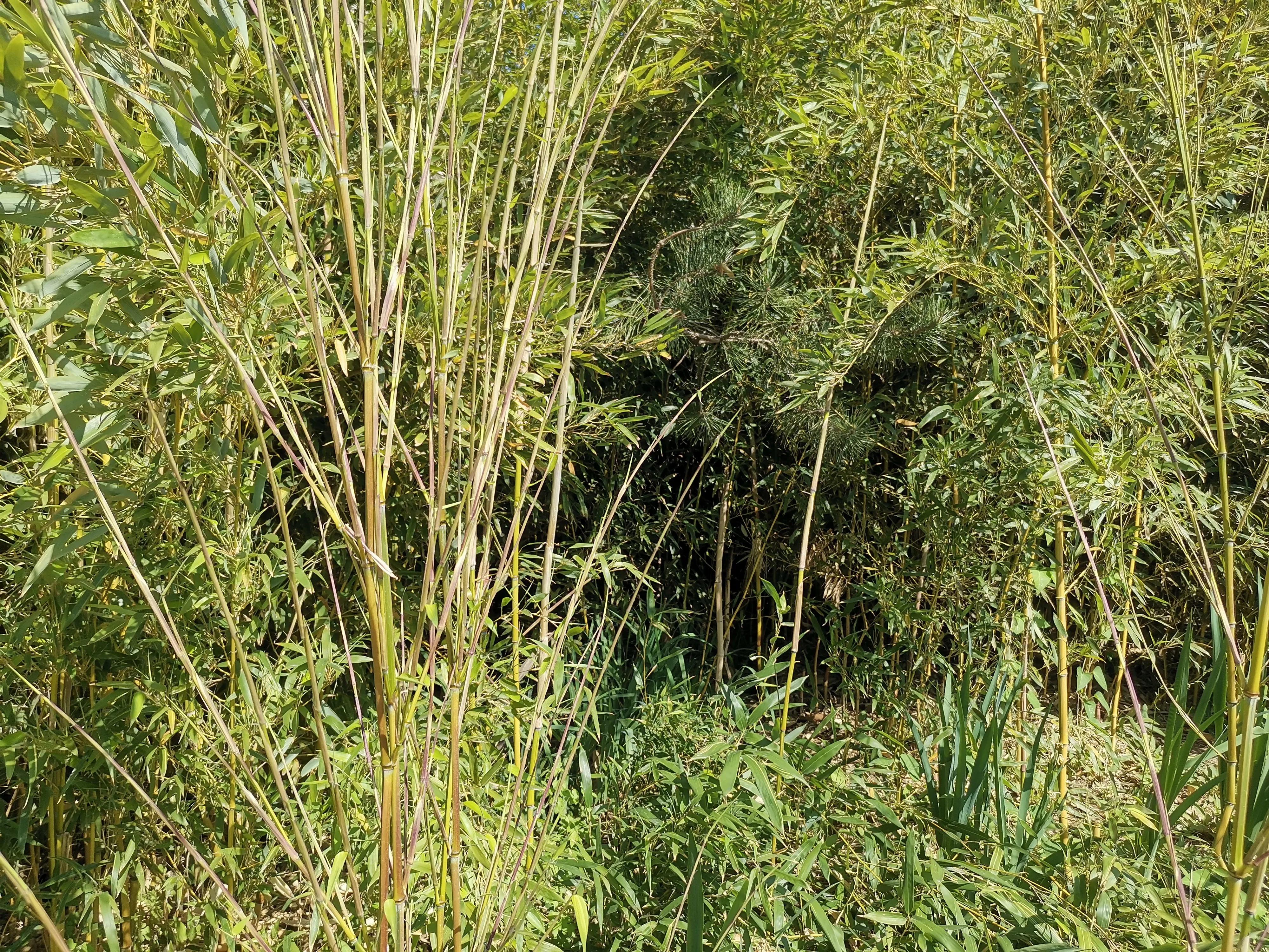 王串场公园有什么,王串场公园地图