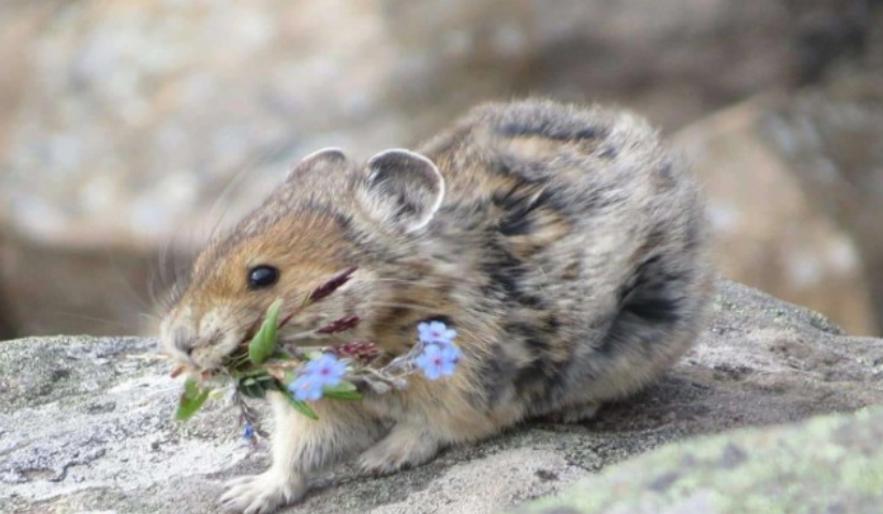 高原鼠兔是易危还是濒危,高原鼠兔到底有多可怕