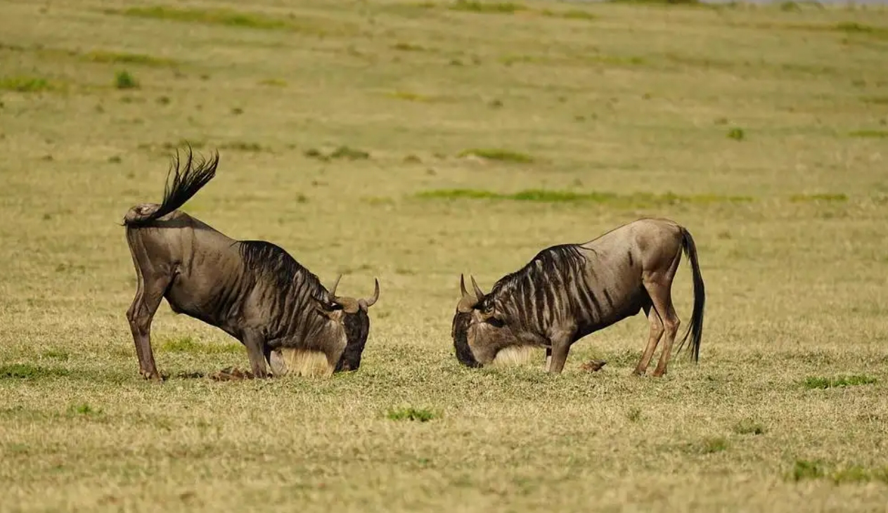 非洲草原上的“粮库”角马，社交与繁殖方式，都十分奇特