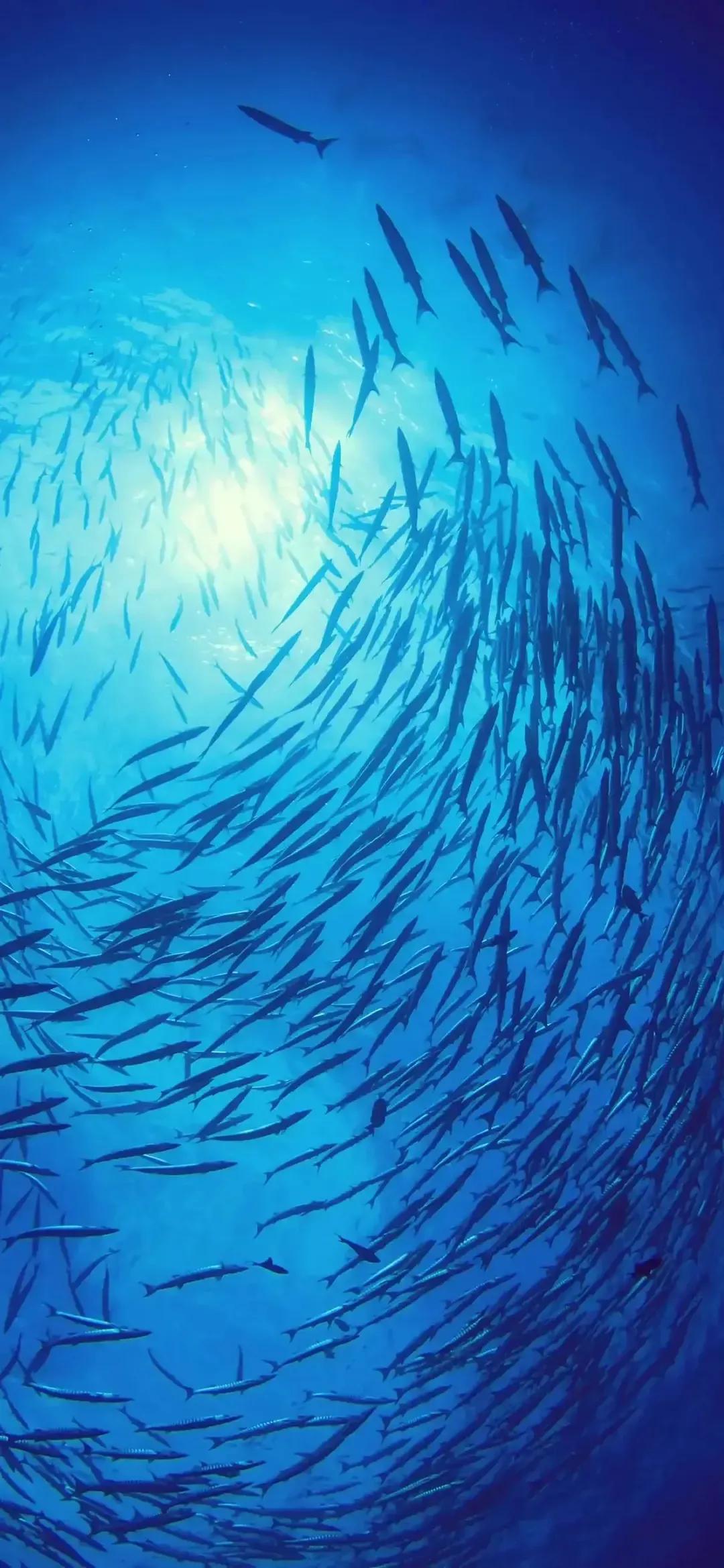 海底世界高清大图壁纸,手机动态海底世界鱼壁纸