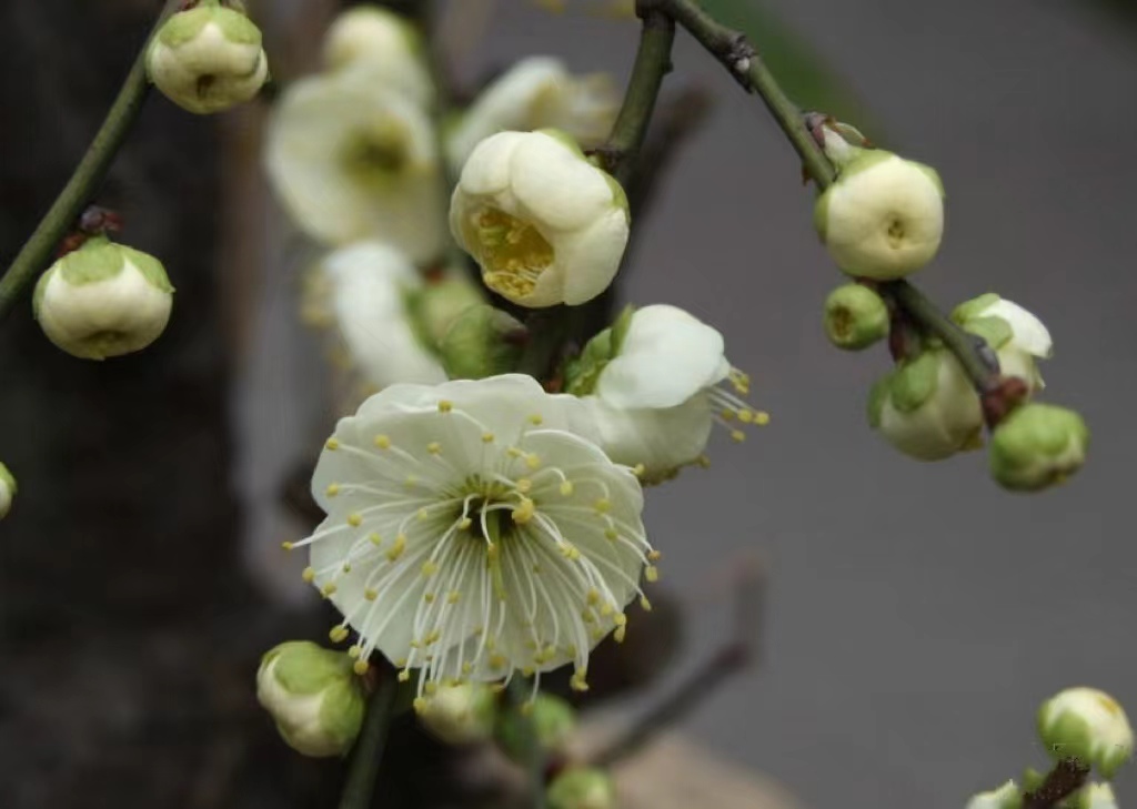 绿梅赞——说梅花极品“萼绿华”