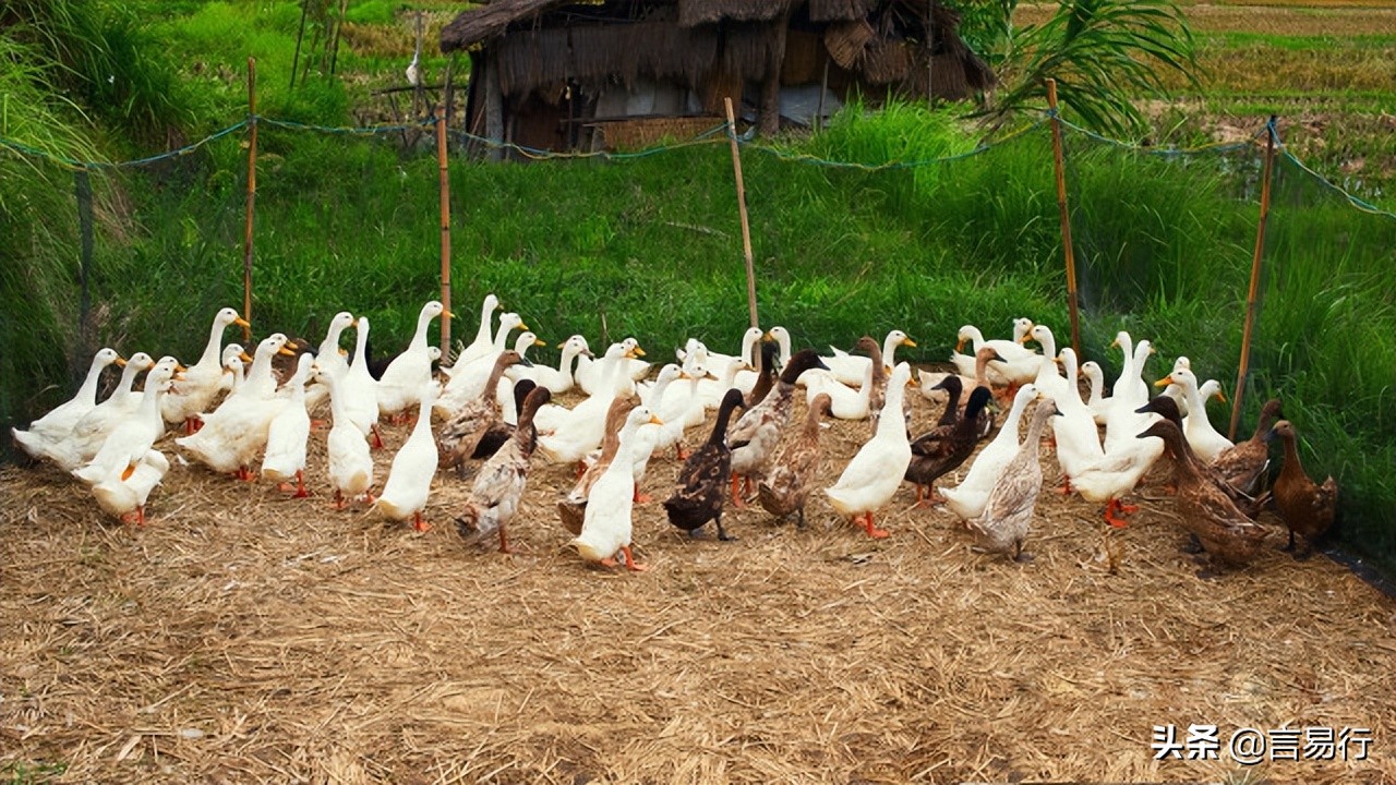 遇到蛇应该怎么防御,蛇怕什么植物驱蛇