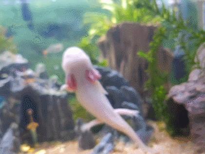 把自己玩成濒危的物种,把自己玩成了濒危动物