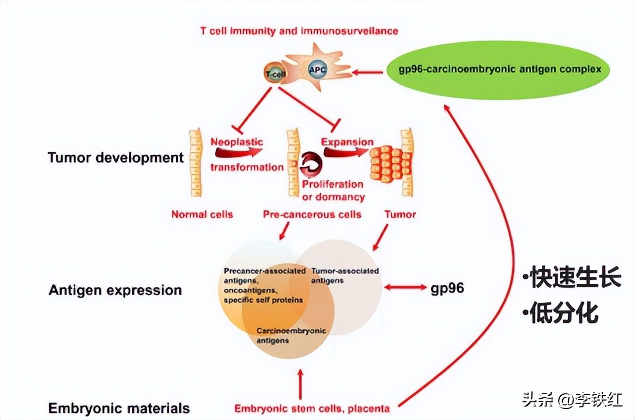 gp96治疗肿瘤,gp96预防癌症效果
