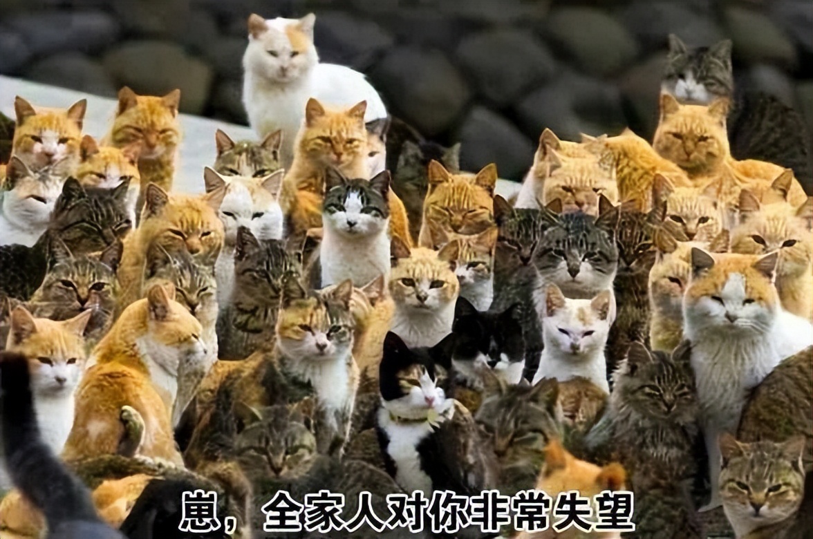 高中生表情包：学习使我妈快乐