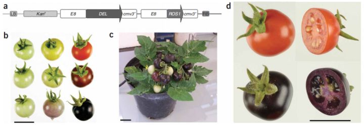 5g研发的过程,5g种植