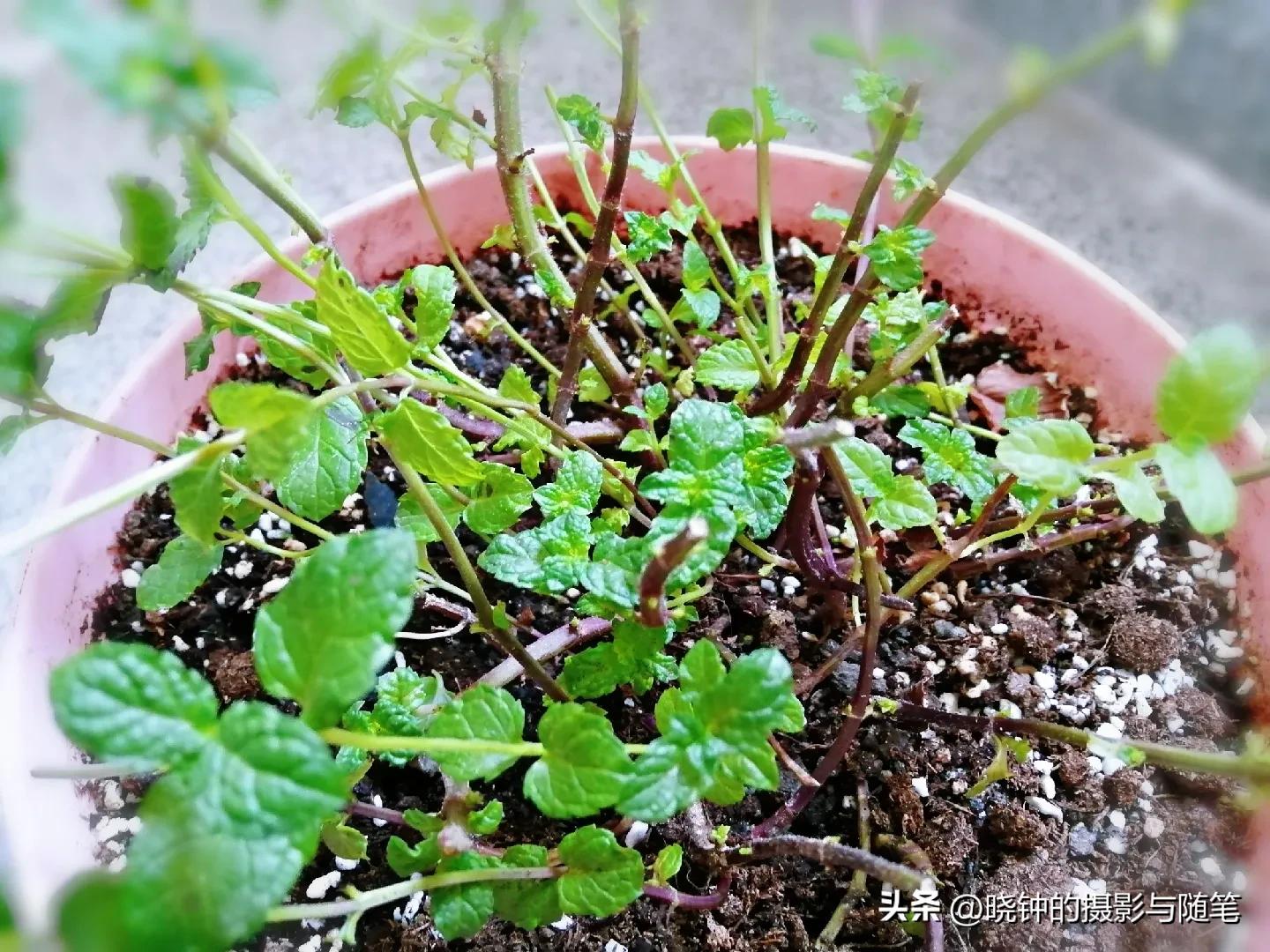 开花的薄荷可以扦插吗,种的薄荷长长了怎么处理