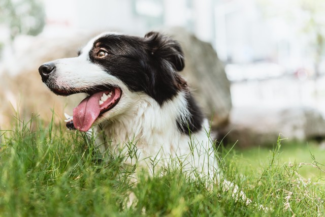 关于德国牧羊犬的二十个冷知识,边境牧羊犬可怕之处你了解了吗