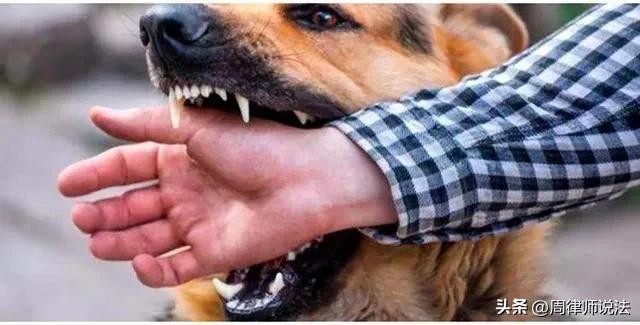 “要你狗命！”名贵犬咬人被砍，狗主人耍横，法院：不是正当防卫