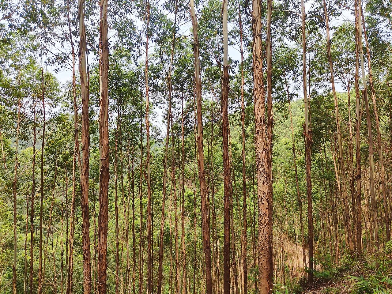 桉树怎么种才能不怕风吹倒,在老家种点桉树不容易啊