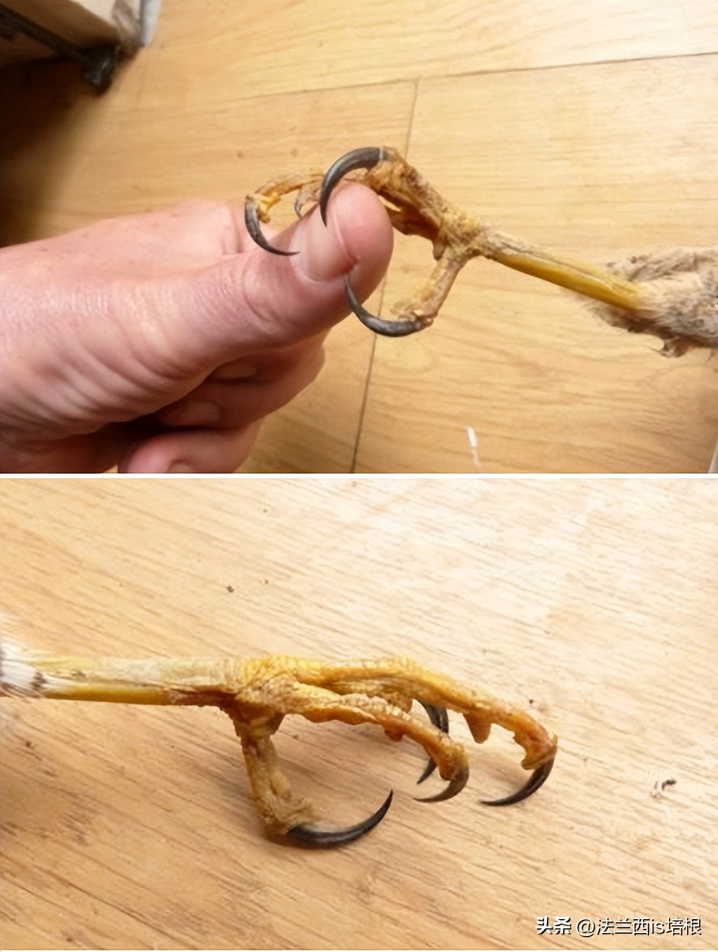 杭州农场鸡窝闯入“怪家伙”！眼神犀利长相凶猛，翻身鹞子就是它