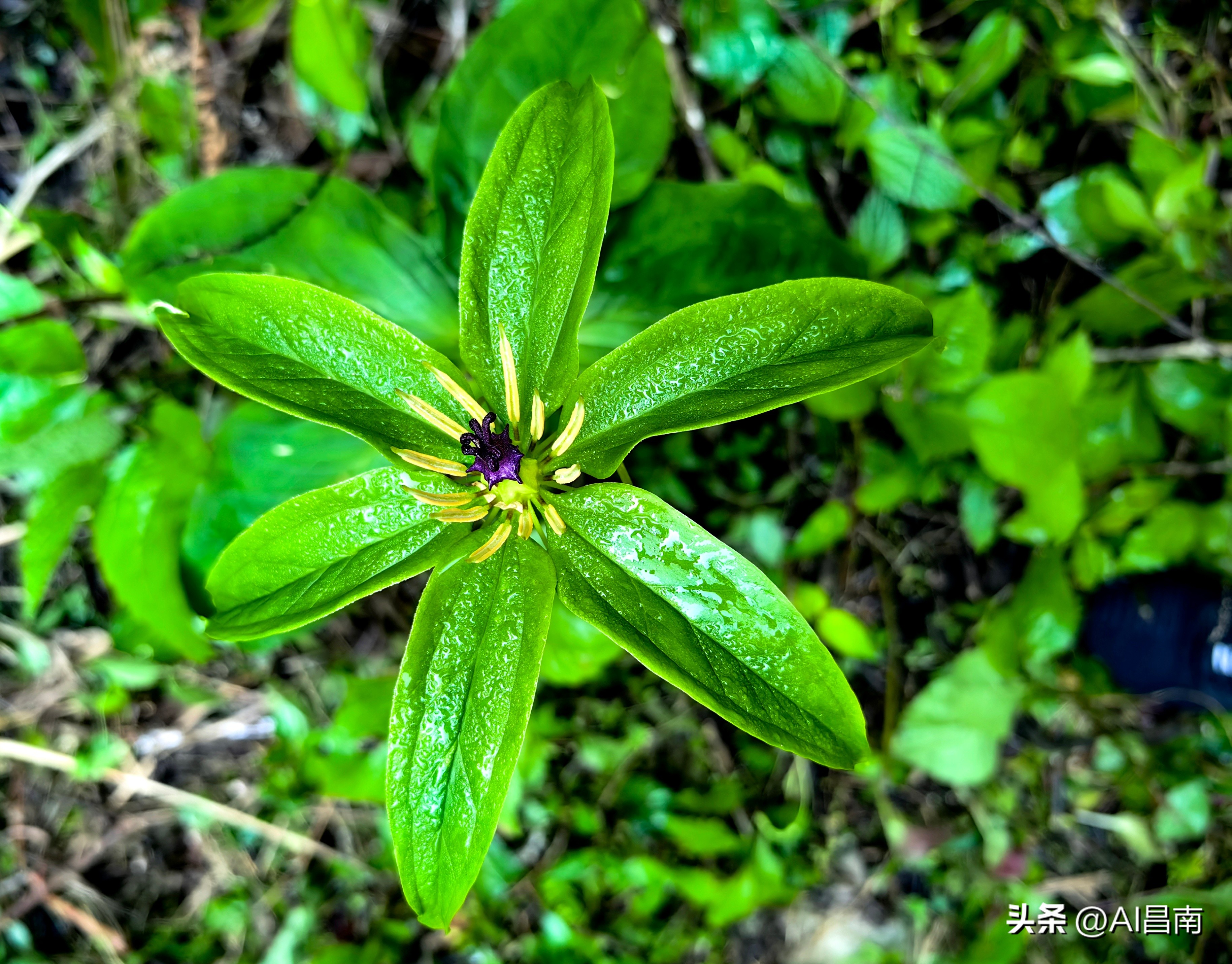 浮梁江村七叶一枝花,江西九岭山首次发现极度濒危植物
