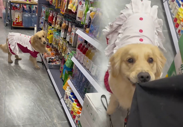 金毛和主人去超市买火腿肠,金毛看见超市火腿肠赖着不走