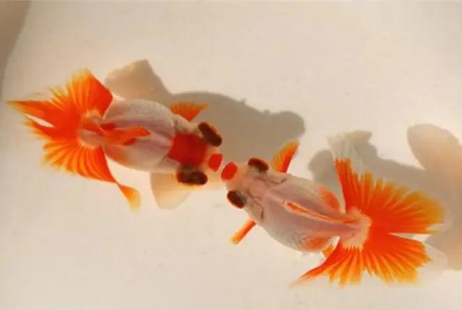 各种漂亮鱼的名称及图片,漂亮可爱的海水观赏鱼