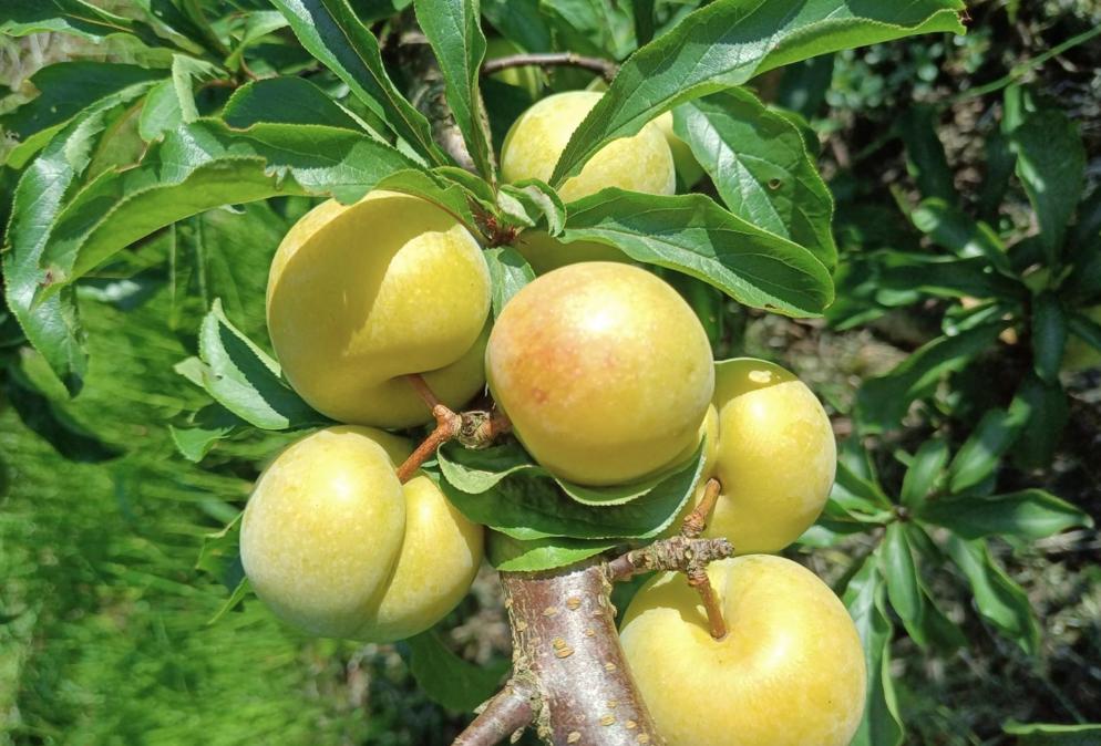 忠县农产品特色,重庆忠县农副土特产品