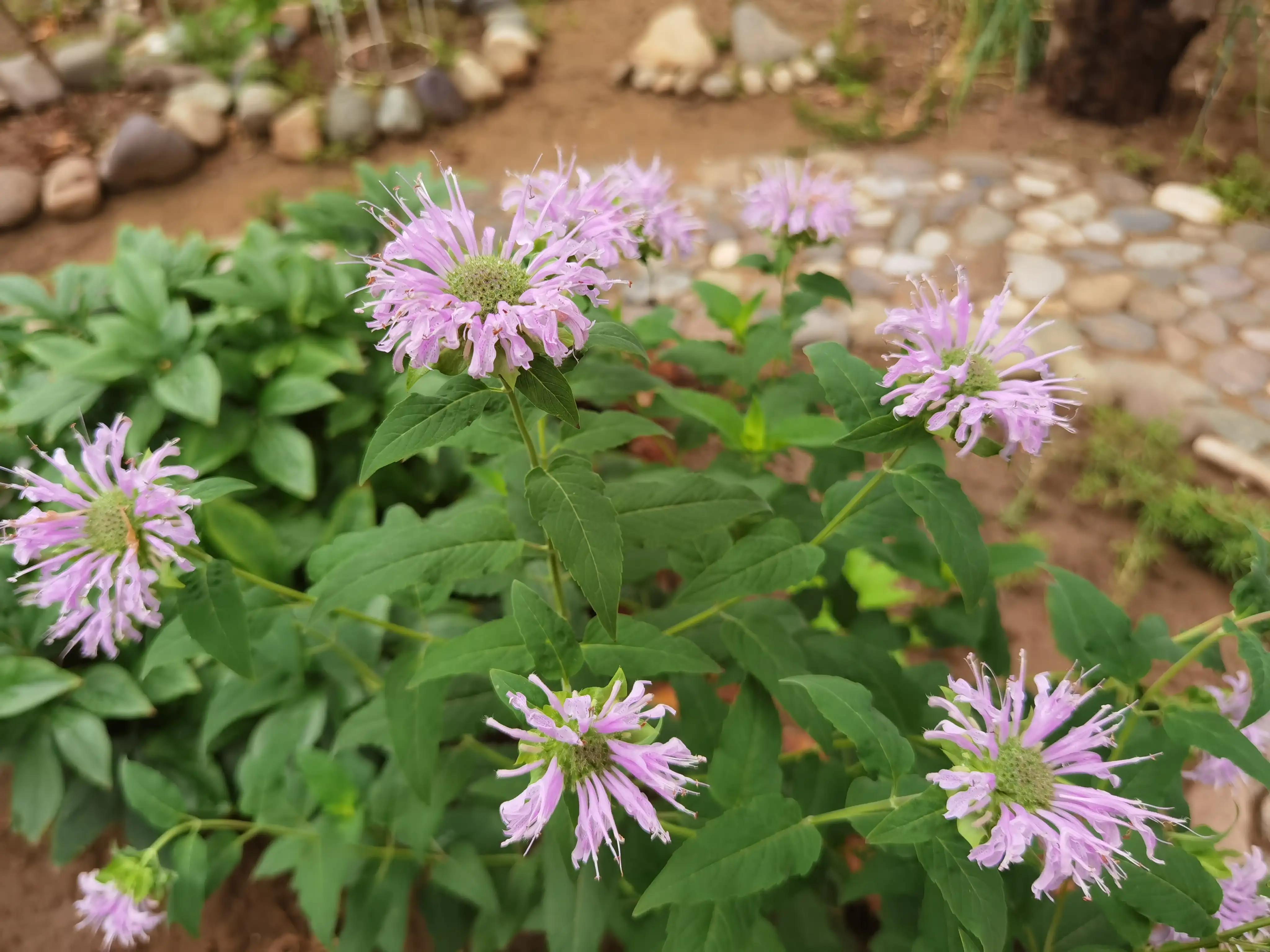 高温天气盼雨来,高温的炙烤