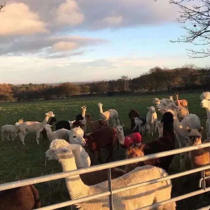 朋友圈背景送给大家,朋友圈背景送你一朵花