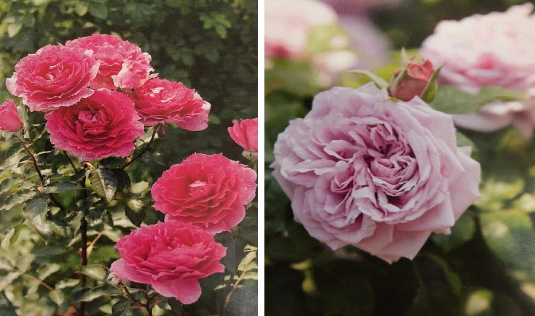 栽培玫瑰花的正确方法,玫瑰花种栽培技术