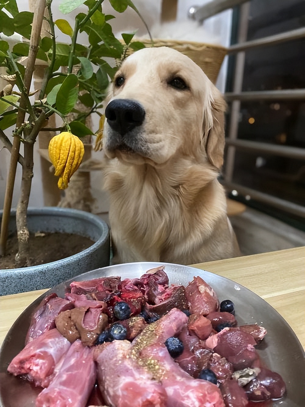 这几种食物对狗狗来说越吃越伤身,狗狗常吃这些食物身体倍儿棒