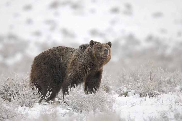 杀怒熊还是安抚怒熊?老猎手力排众议敢和发怒伤熊谈判|传奇