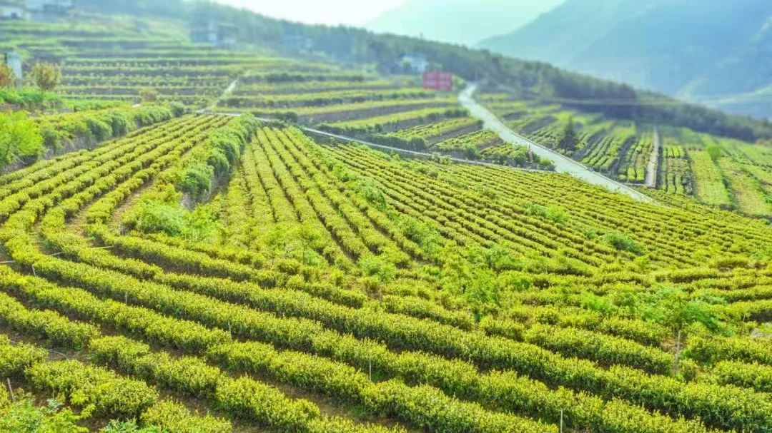 旺苍绿谷古道茶乡,旺苍千年古茶之乡