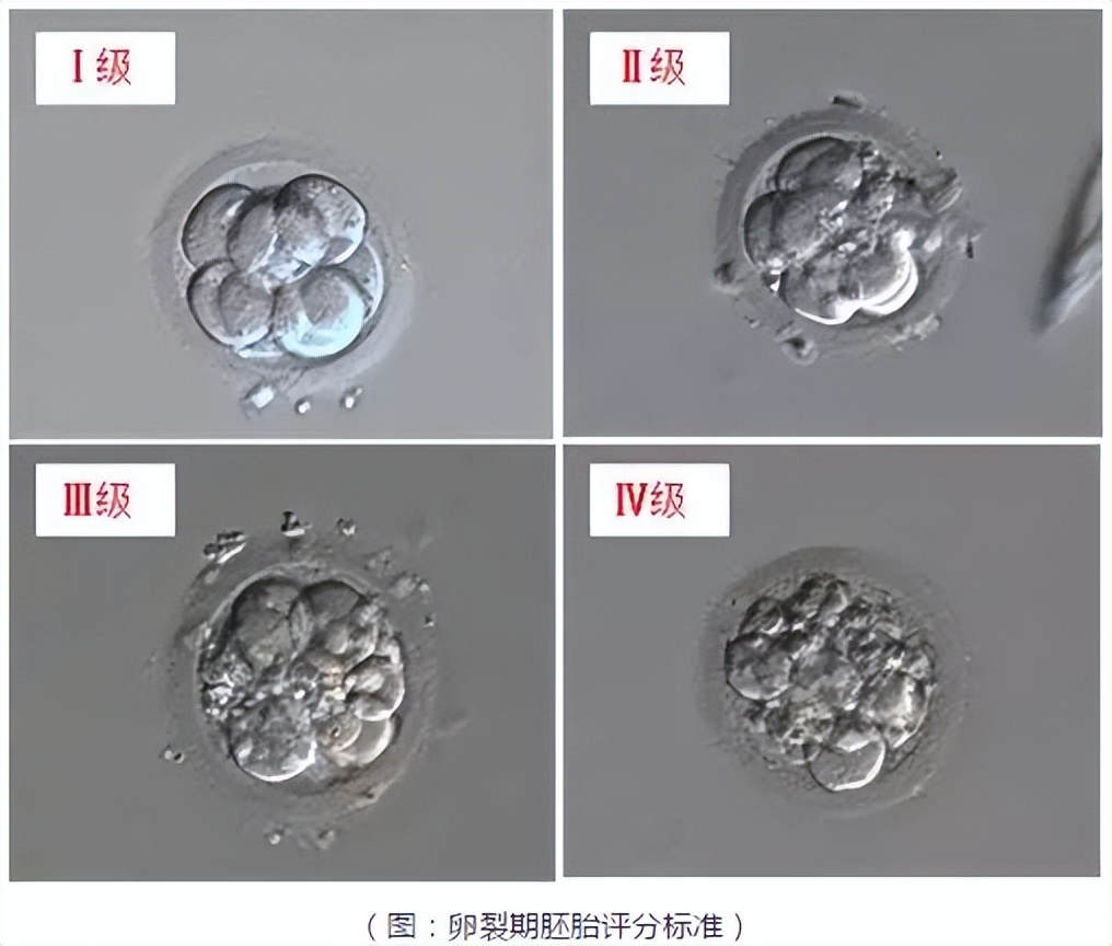 试管助孕小知识之胚胎师带您了解什么是好胚胎