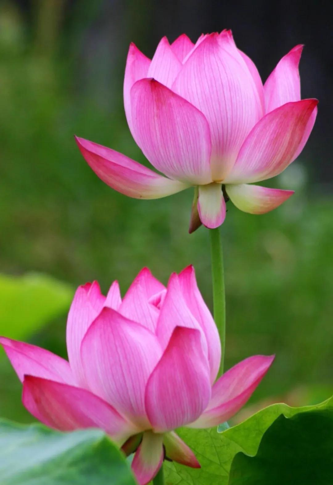 描写荷花别样红的诗句,关于荷花的诗句古诗名句